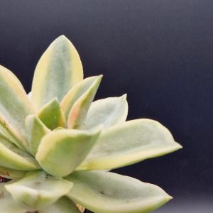 Suculentas Variegadas