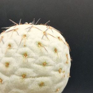 Cactus Tephrocactus