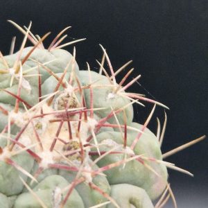 Cactus Thelocactus