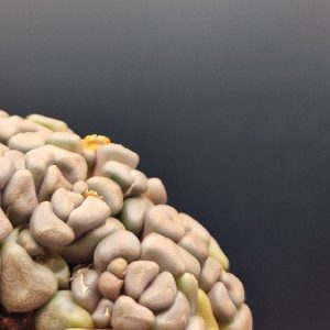 Suculenta Titanopsis