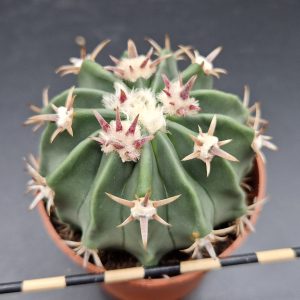 Echinocactus texensis