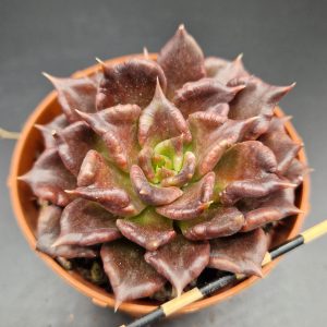 Echeveria «Super Bowl»