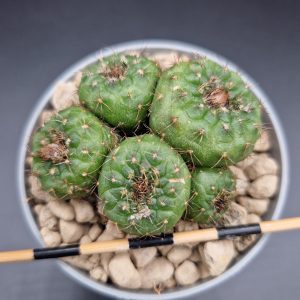 Frailea perumbilicata