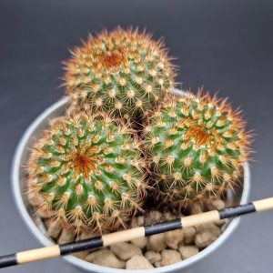 Frailea pumila rubrispina