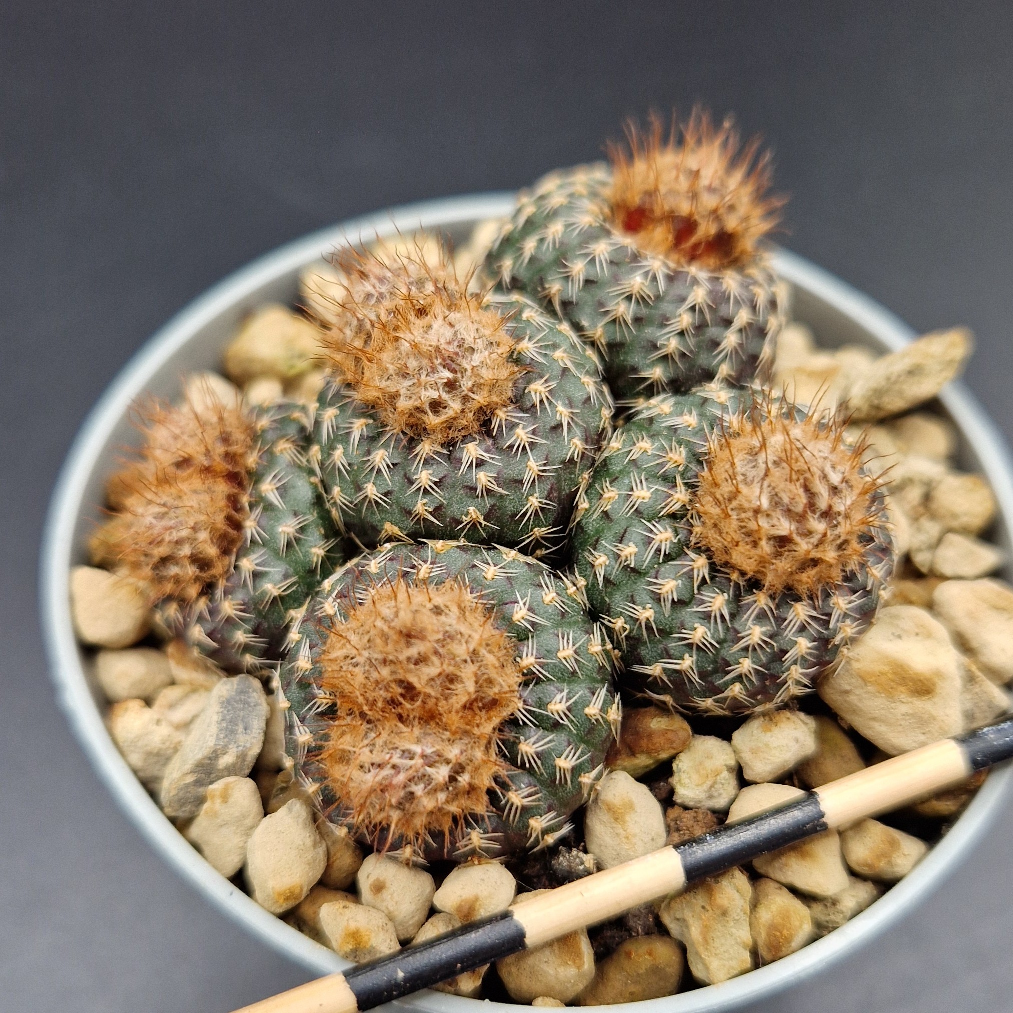 Frailea buenekeri Frailea buenekeri