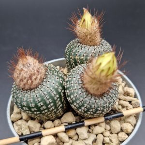 Frailea perbella