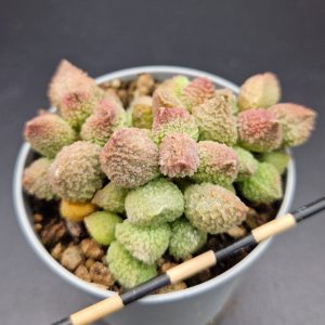 Adromischus marianae herrei