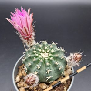 Echinocereus pulchellus (flor rosa)