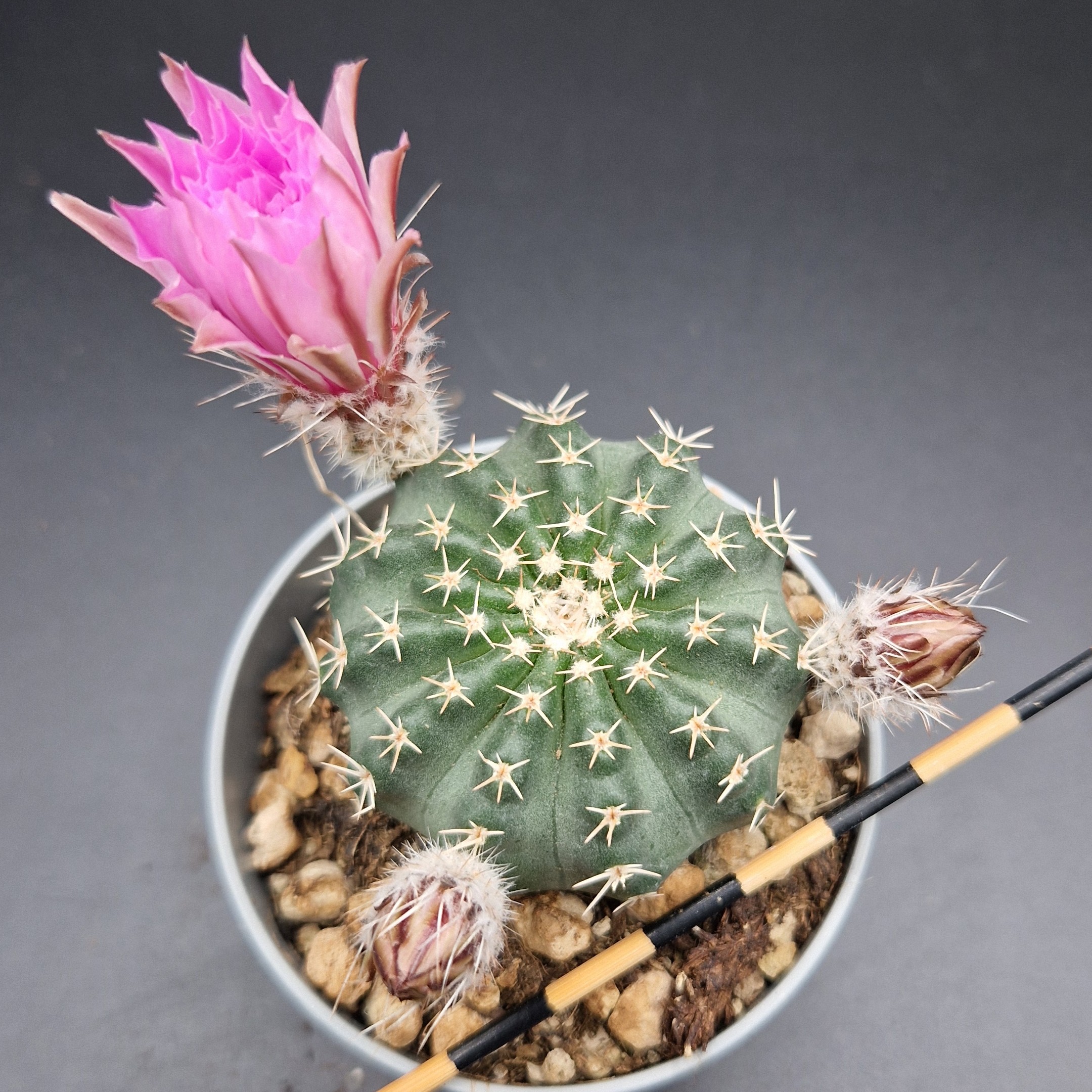 Echinocereus pulchellus (flor rosa) Echinocereus pulchellus (flor rosa)
