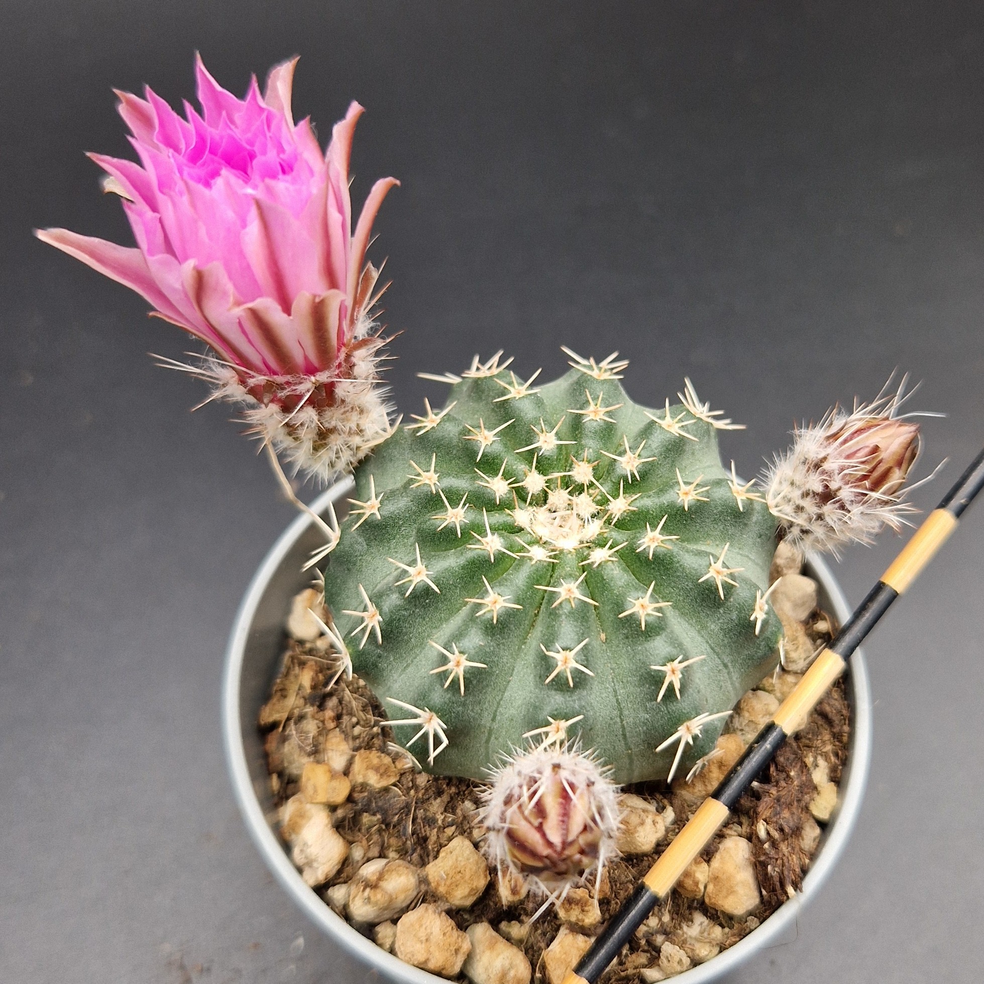 Echinocereus pulchellus (flor rosa) Echinocereus pulchellus (flor rosa)