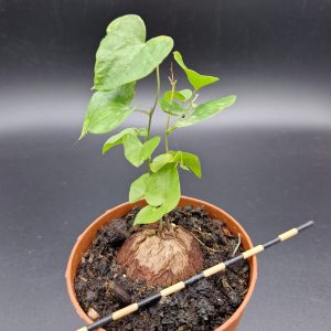 dioscorea elephantipes