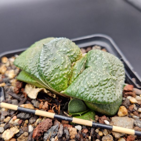 Cactus Suculenta Gasteria Flow En Maceta De 13 Cm - Planta Viva De Interior, Fácil Cuidado, Ideal Para Decoración