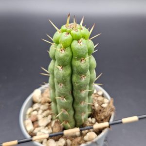 Eulychnia castanea