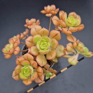 Aeonium mascaense