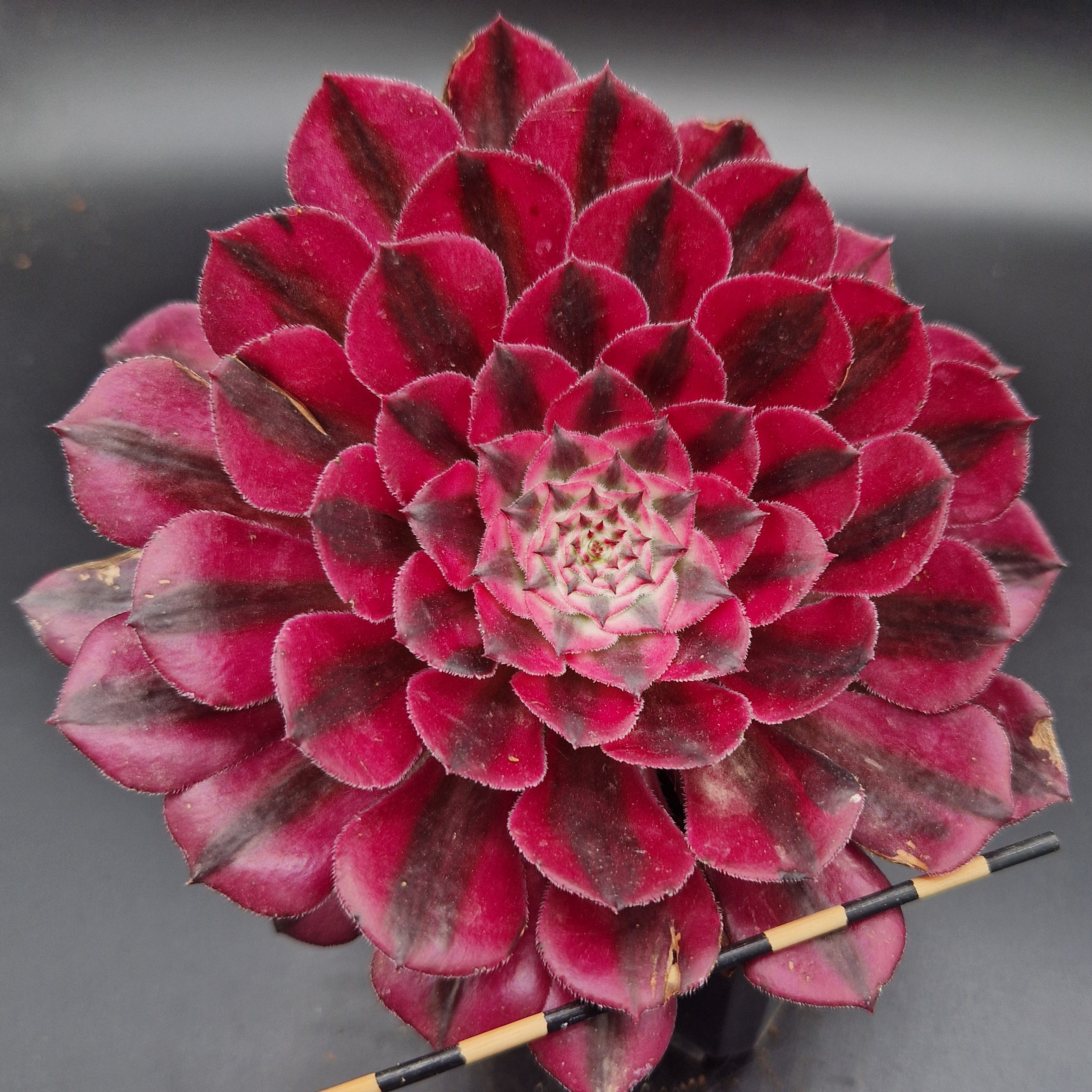 Aeonium «Zwartkin» variegata Aeonium «Zwartkin» variegata