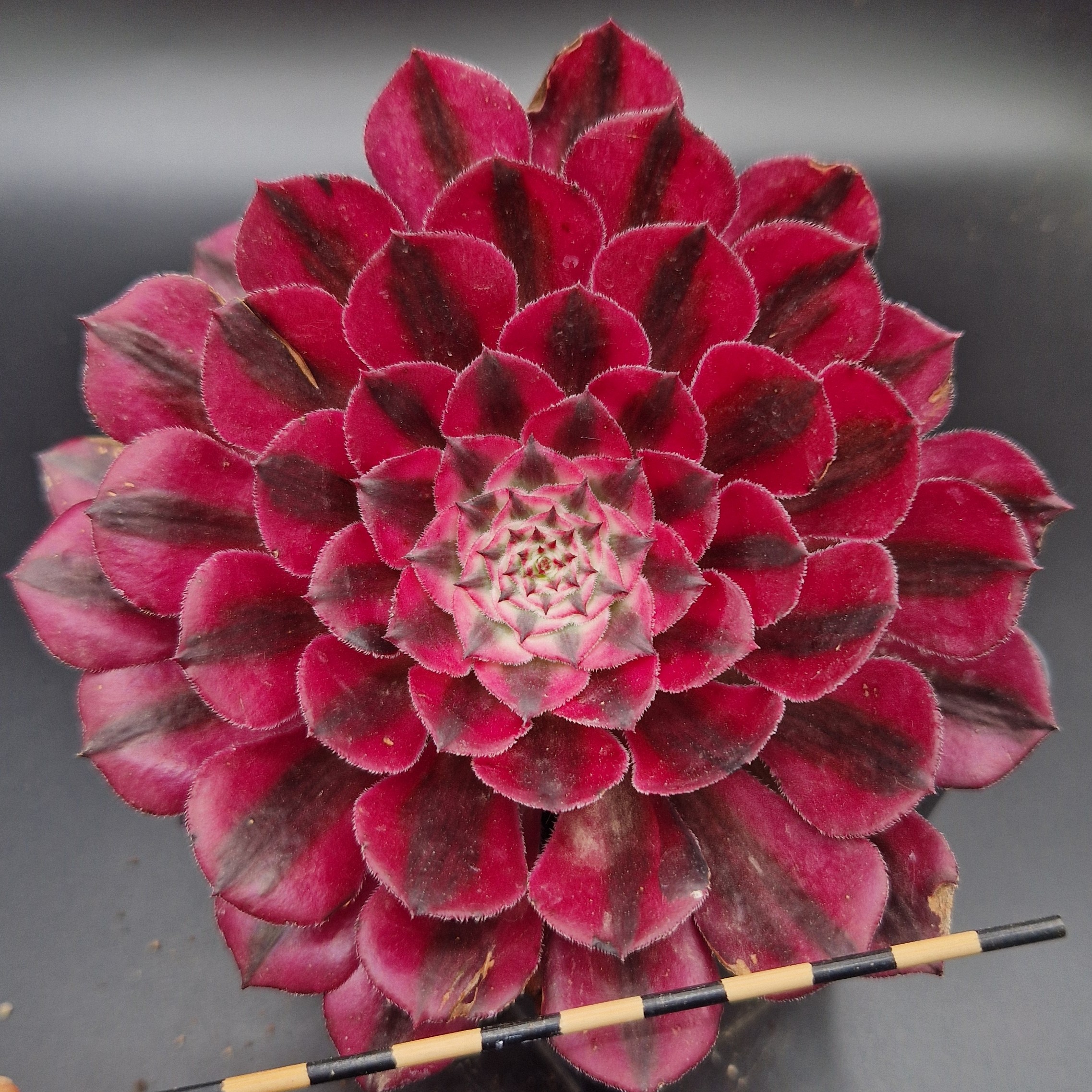 Aeonium «Zwartkin» variegata Aeonium «Zwartkin» variegata