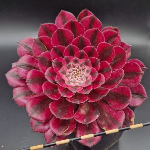 Aeonium «Zwartkin» variegata