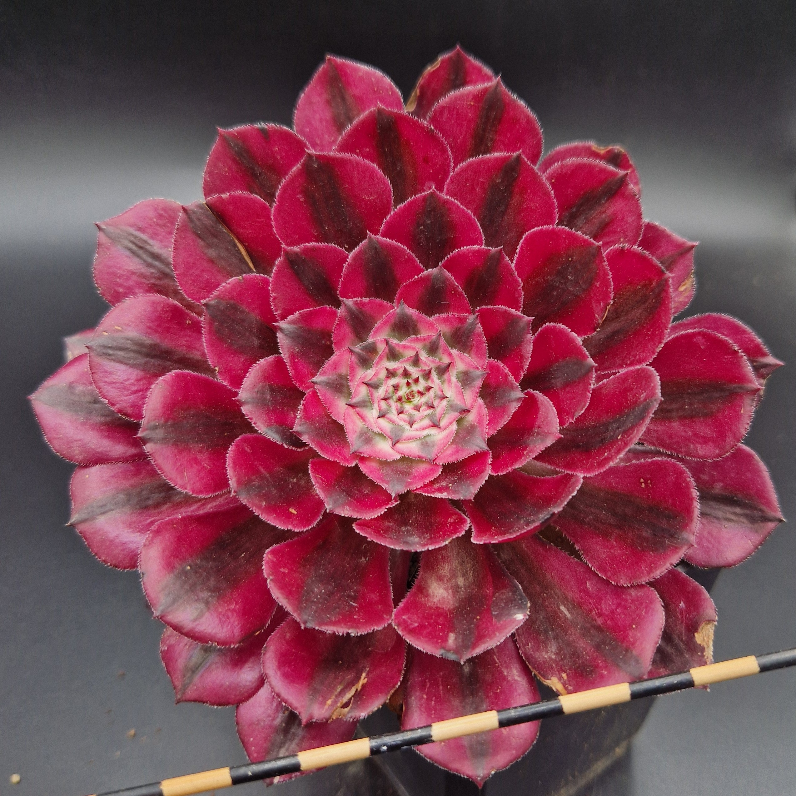 Aeonium «Zwartkin» variegata Aeonium «Zwartkin» variegata
