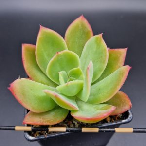 Echeveria luella
