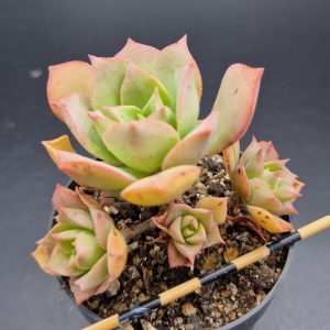 Aeonium ‘Mary Anne kunkel’