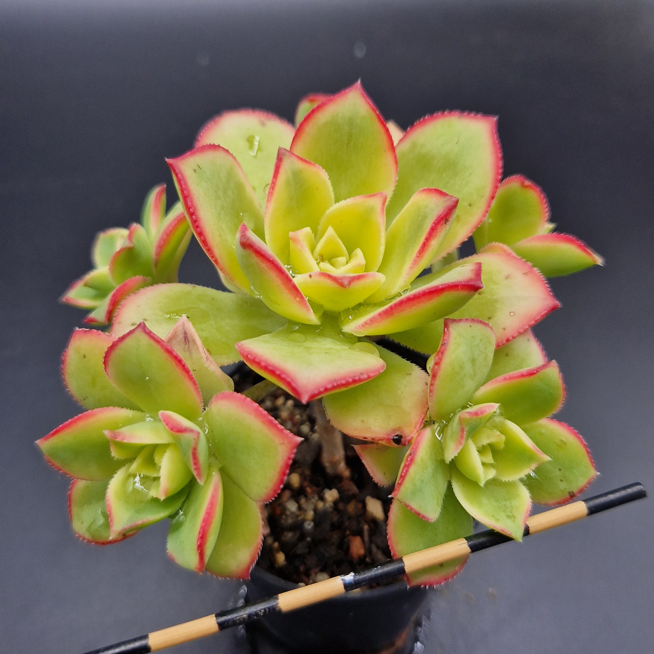 Aeonium ‘Kiwi’ Aeonium ‘Kiwi’