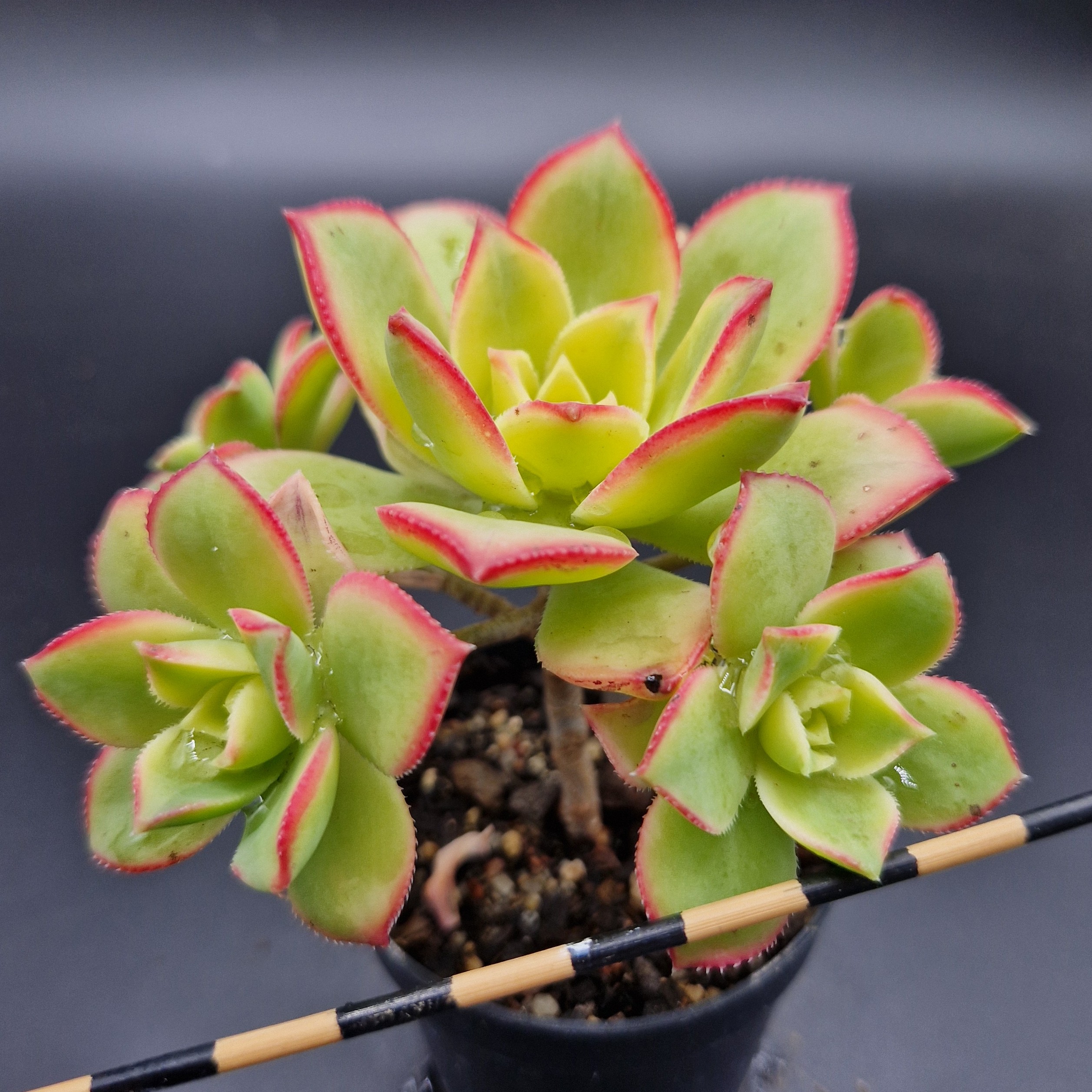 Aeonium ‘Kiwi’ Aeonium ‘Kiwi’