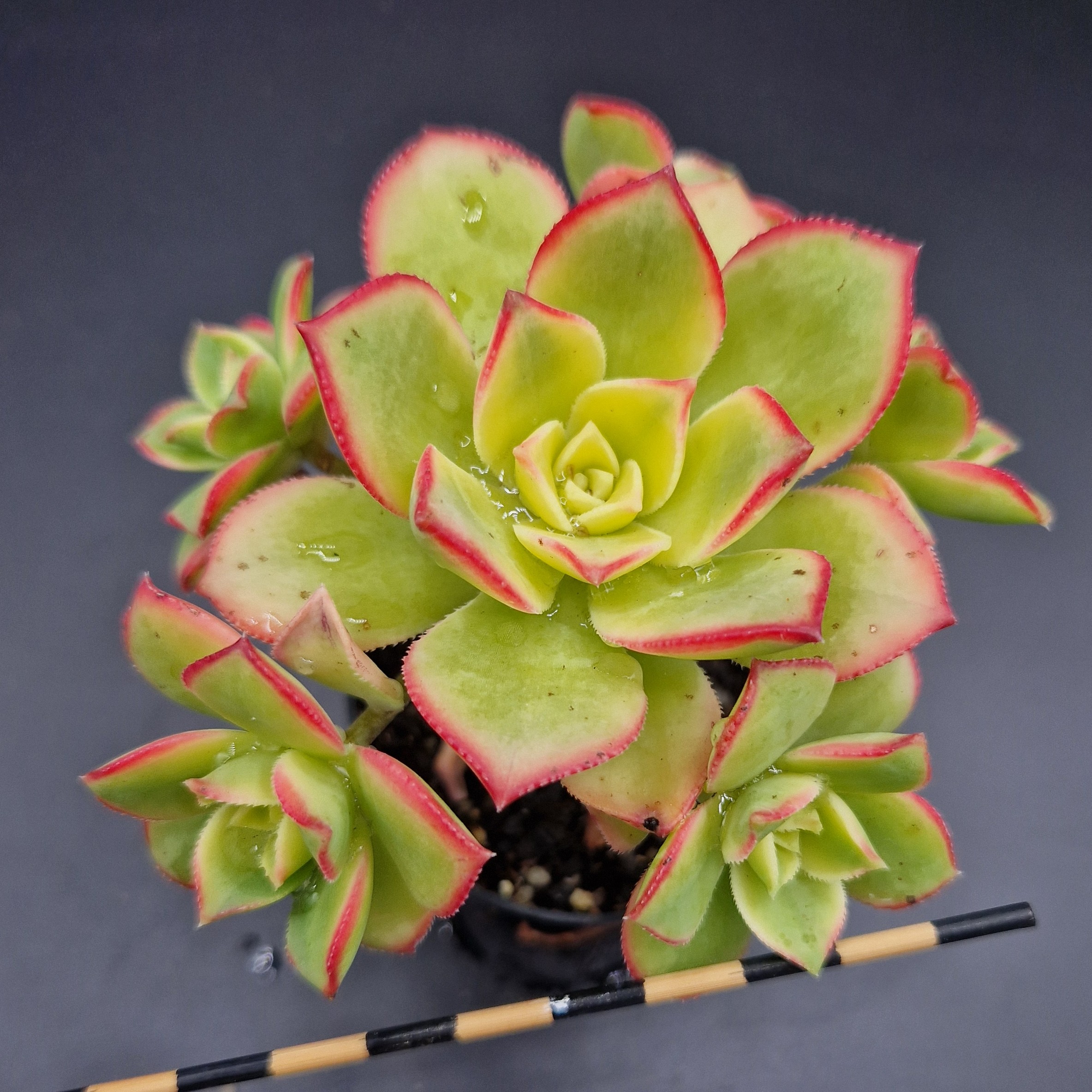 Aeonium ‘Kiwi’ Aeonium ‘Kiwi’