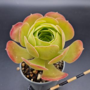 Aeonium ‘Blushing Beauty’