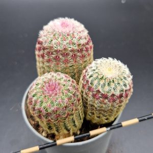 Echinocereus rigidissimus rubrispinus