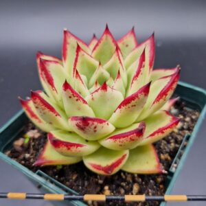 Echeveria agavoides ‘Ebony’