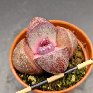 Pleiospilos nelii ‘Royal Flush’