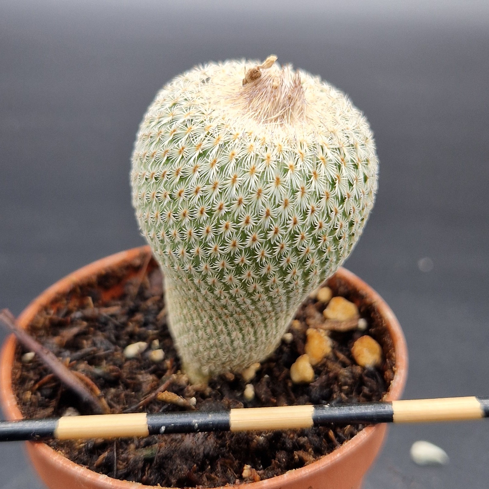 Epithelantha micromeris Epithelantha micromeris