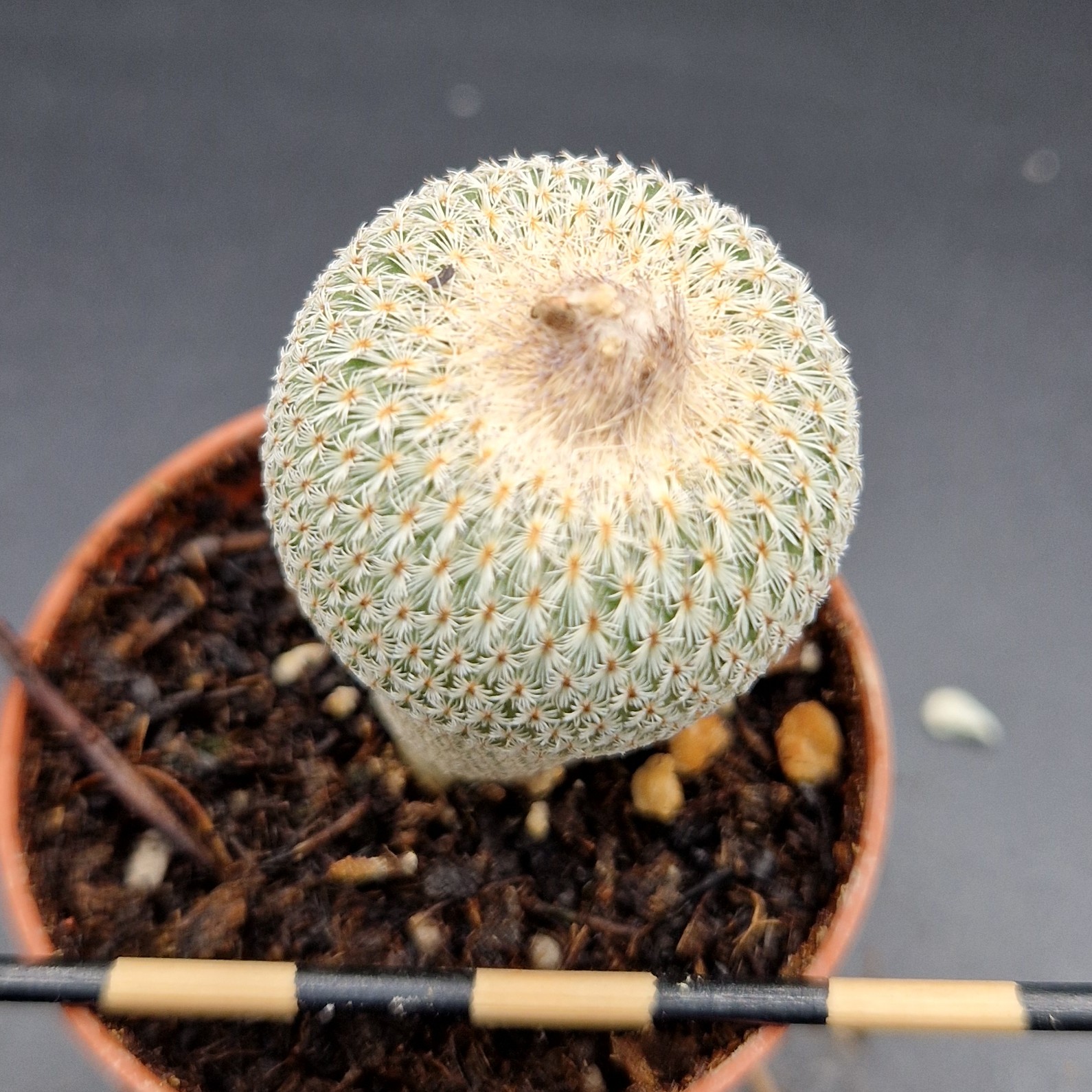 Epithelantha micromeris Epithelantha micromeris