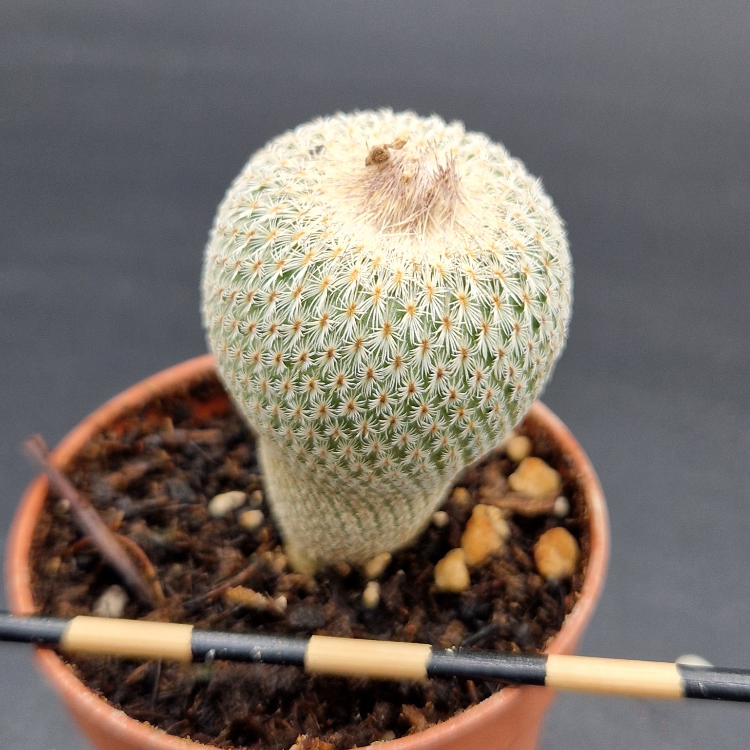 Epithelantha micromeris Epithelantha micromeris