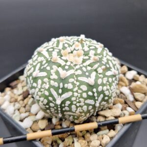 Astrophytum asterias v-type