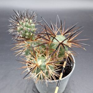Tephrocactus alexanderii