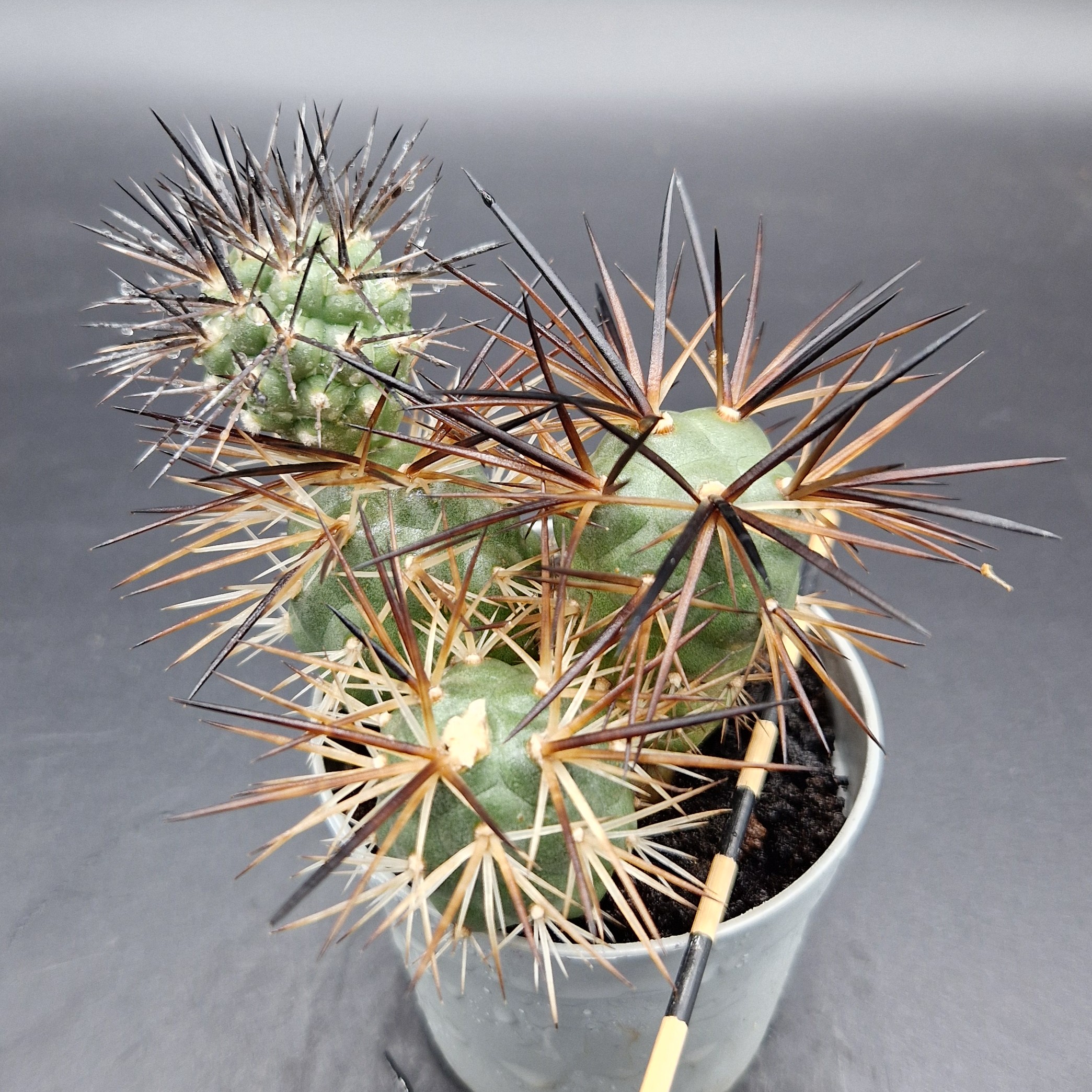 Tephrocactus alexanderii Tephrocactus alexanderii