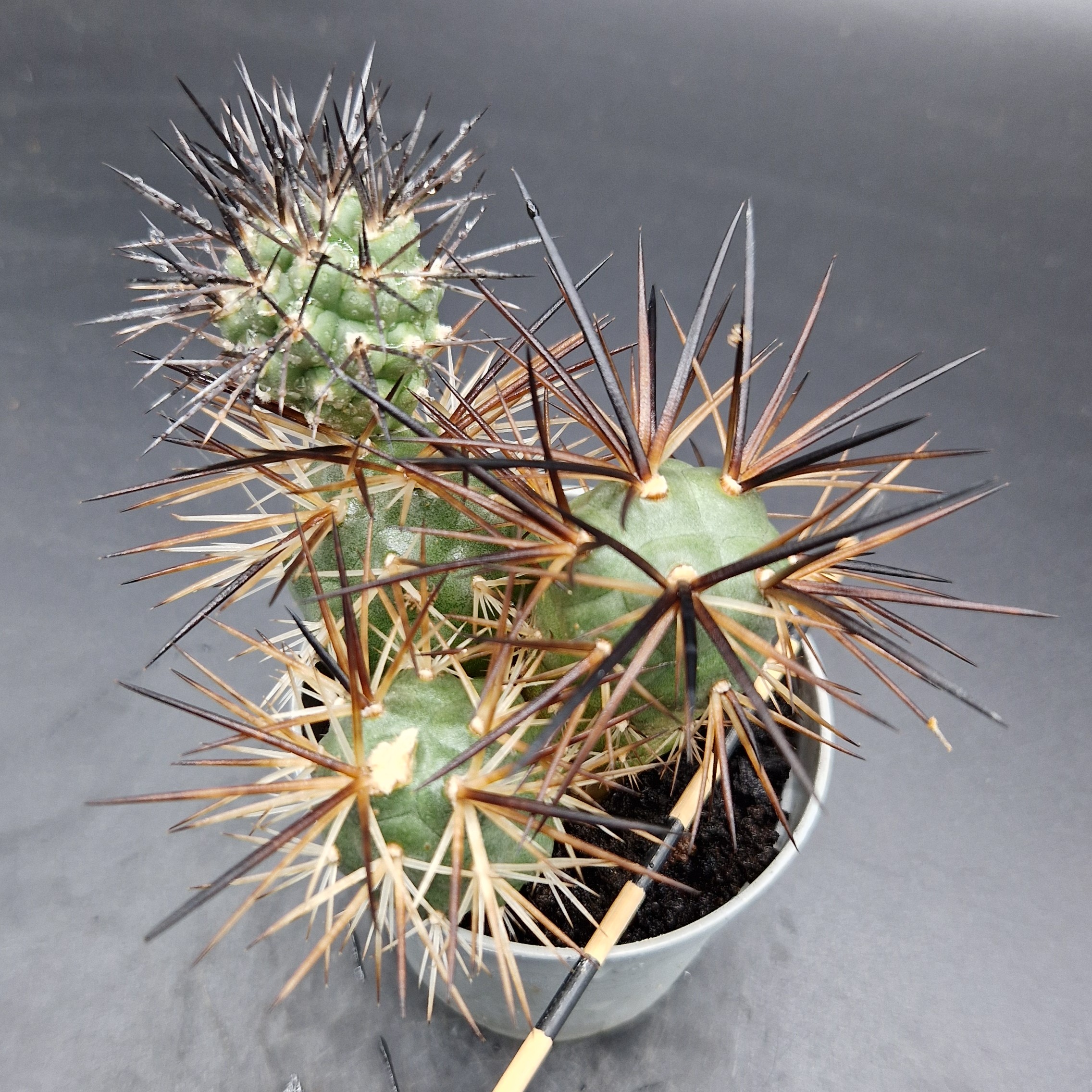 Tephrocactus alexanderii Tephrocactus alexanderii