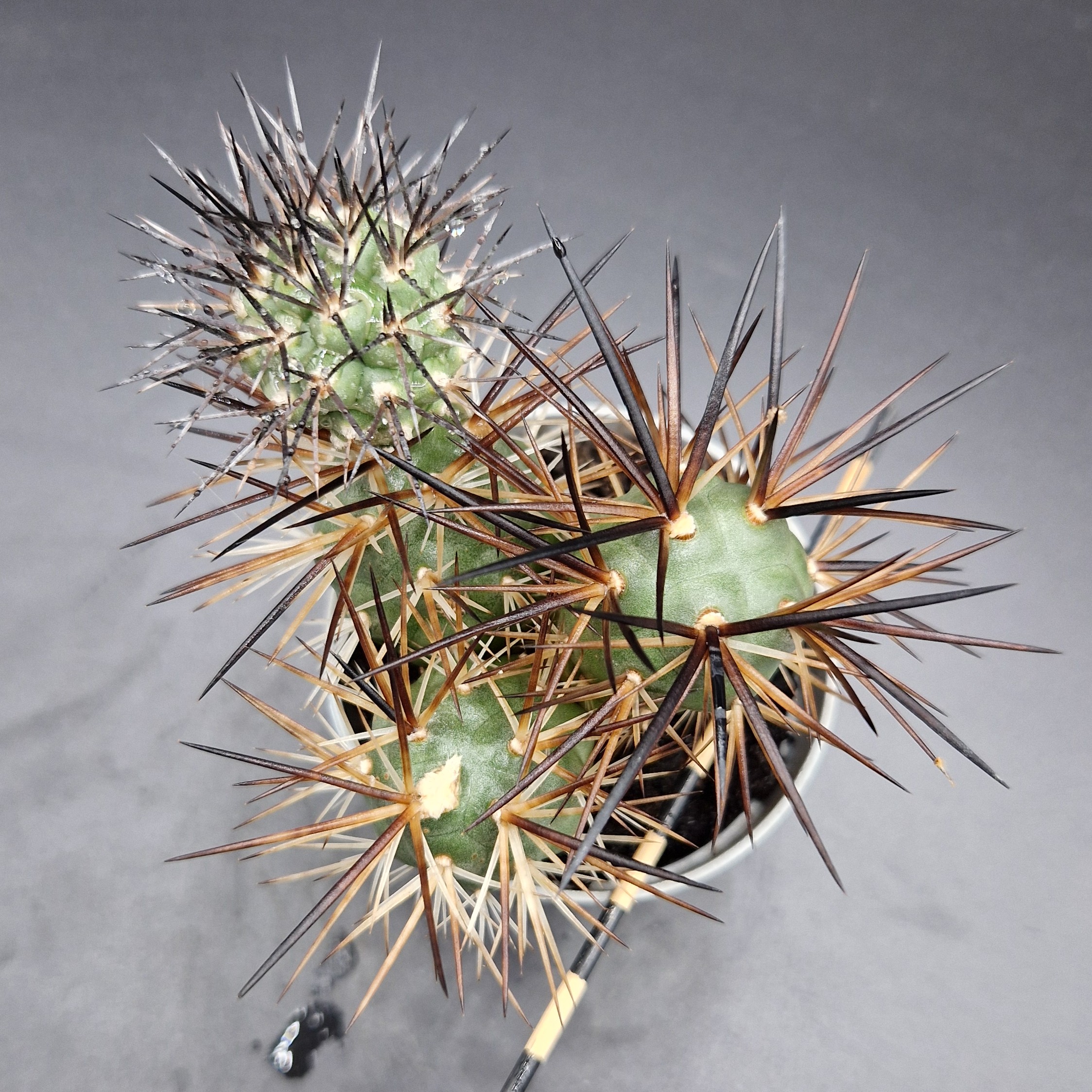 Tephrocactus alexanderii Tephrocactus alexanderii