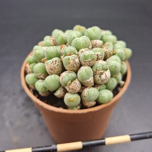 Conophytum uviforme
