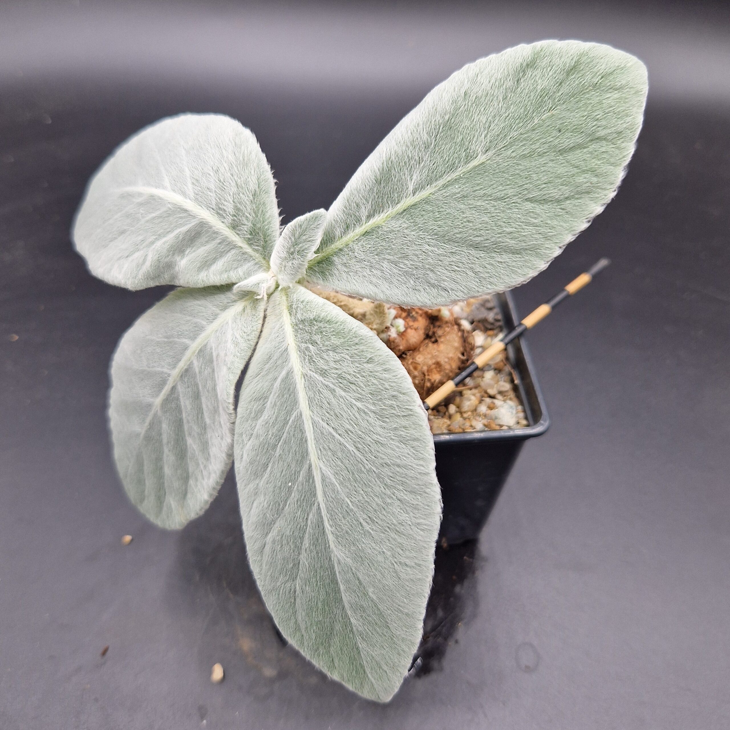 Sinningia leucotricha Sinningia leucotricha