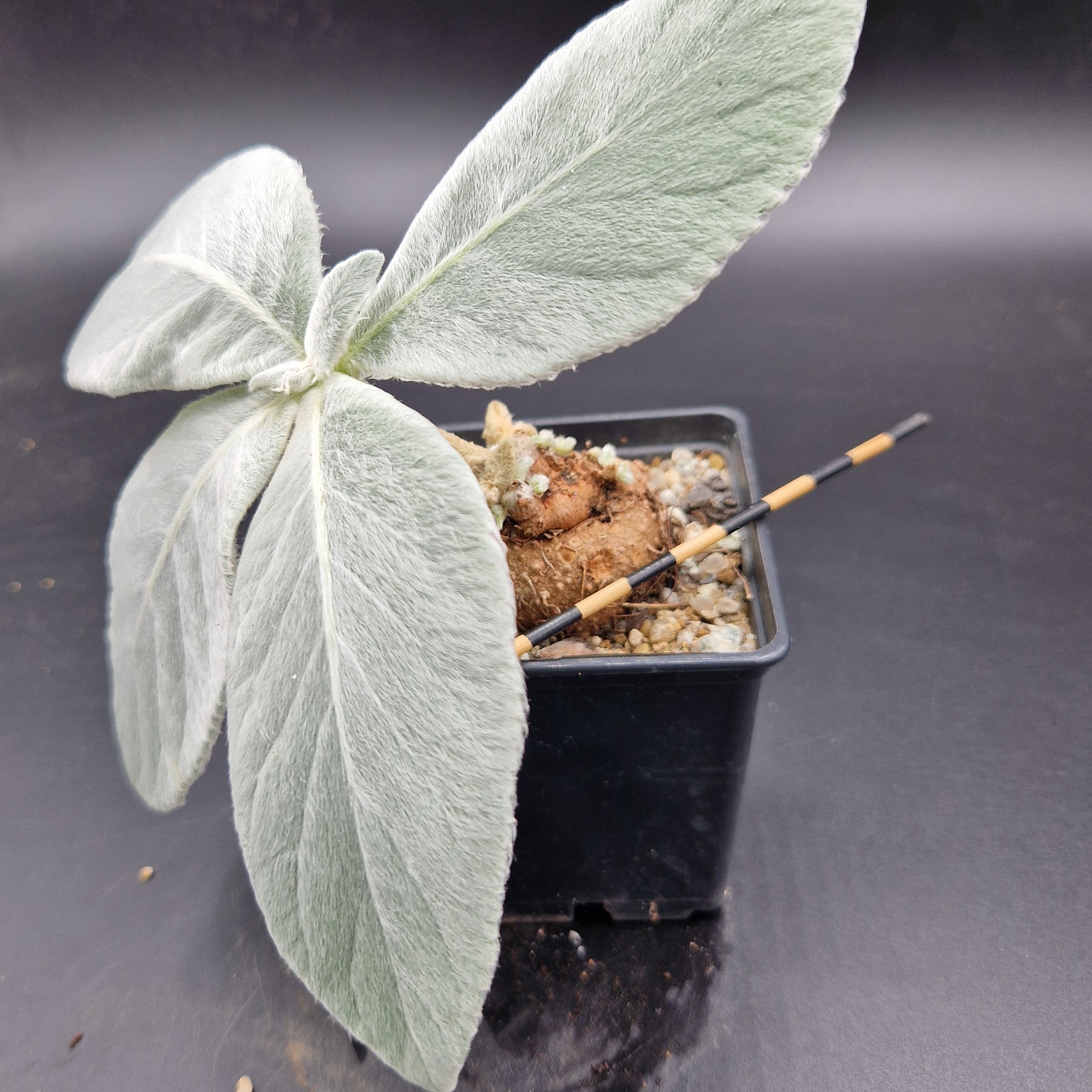 Sinningia leucotricha Sinningia leucotricha