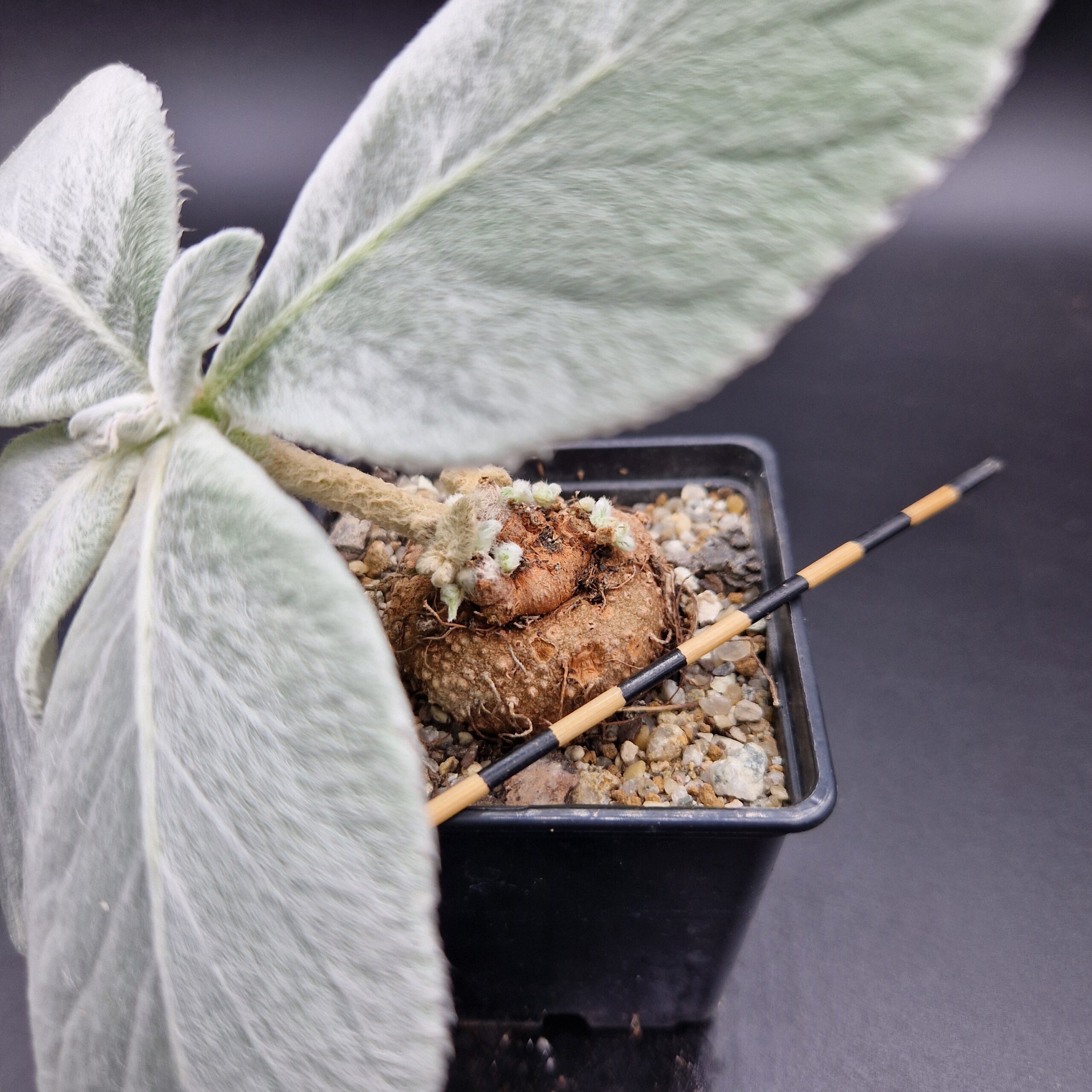 Sinningia leucotricha Sinningia leucotricha