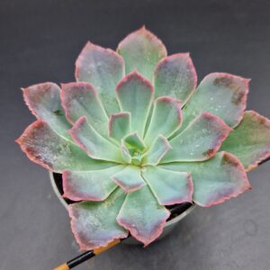 Echeveria «Neon Breakers»