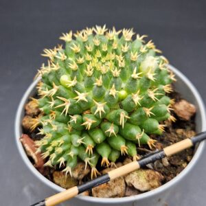 Mammillaria camptotricha cv. Bru