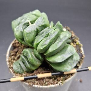 Haworthia truncata Haworthia truncata