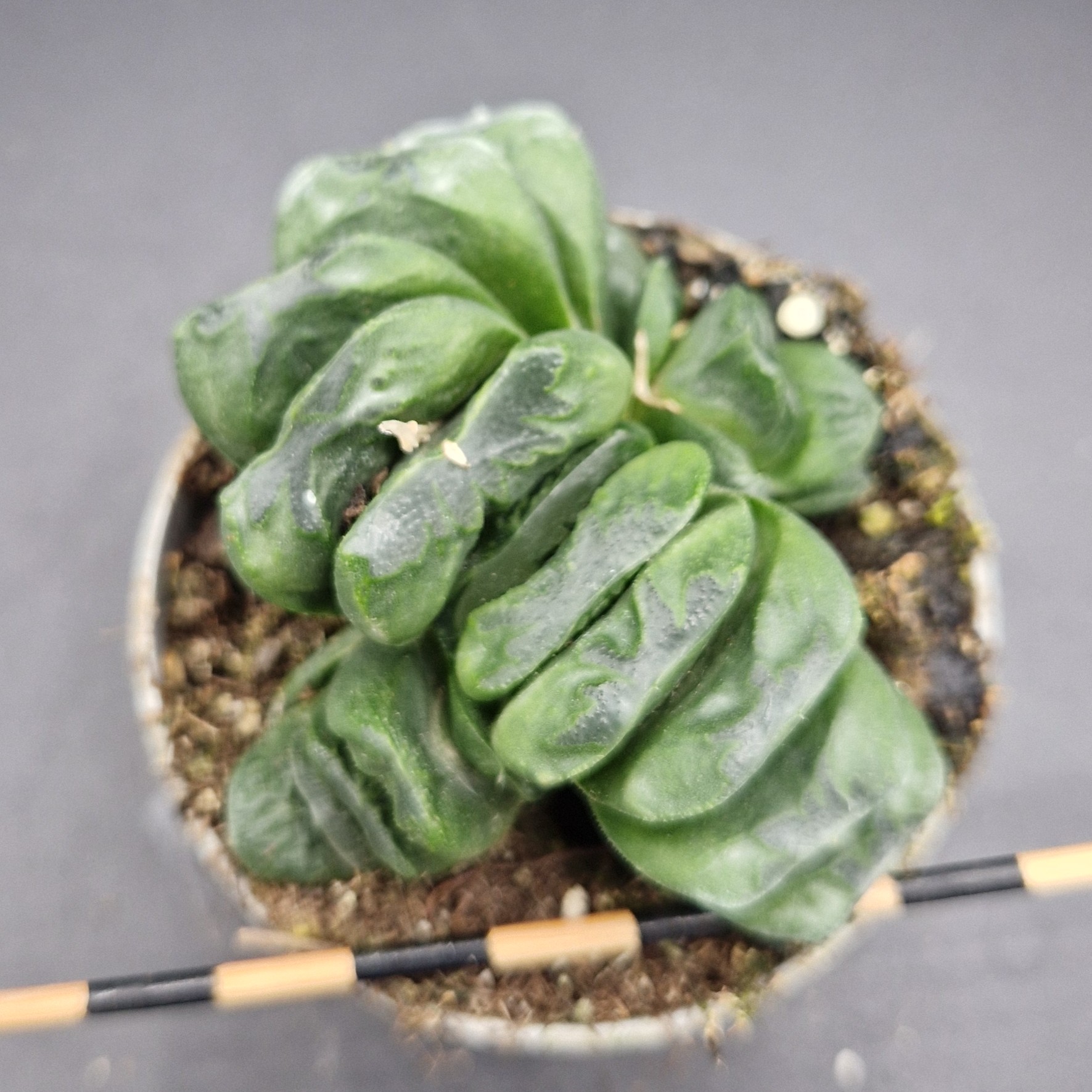 Haworthia truncata Haworthia truncata