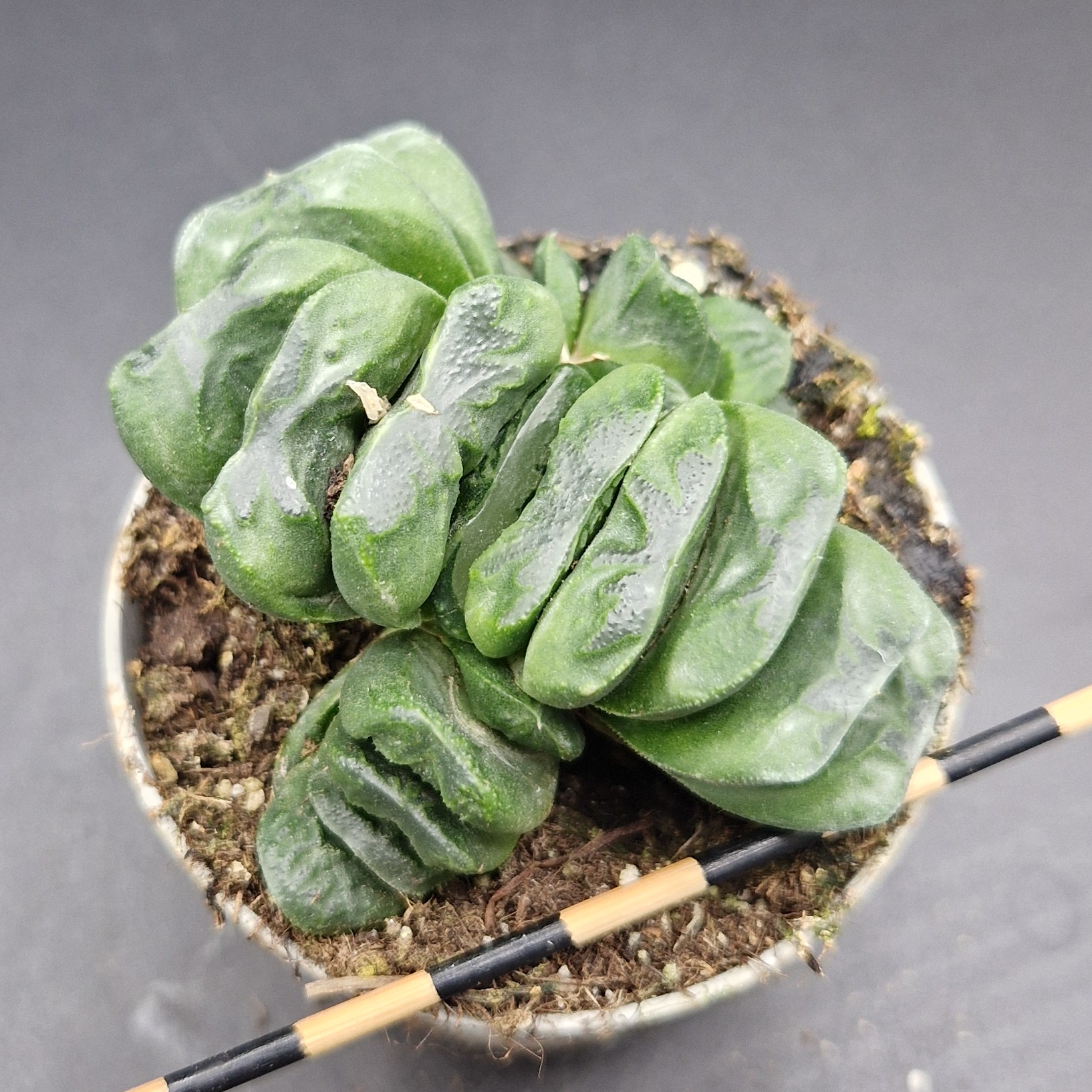Haworthia truncata Haworthia truncata