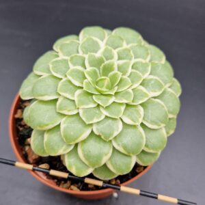 Aeonium «Emerald Ice»