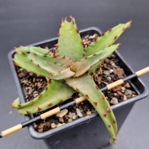 Aloe castillonieae